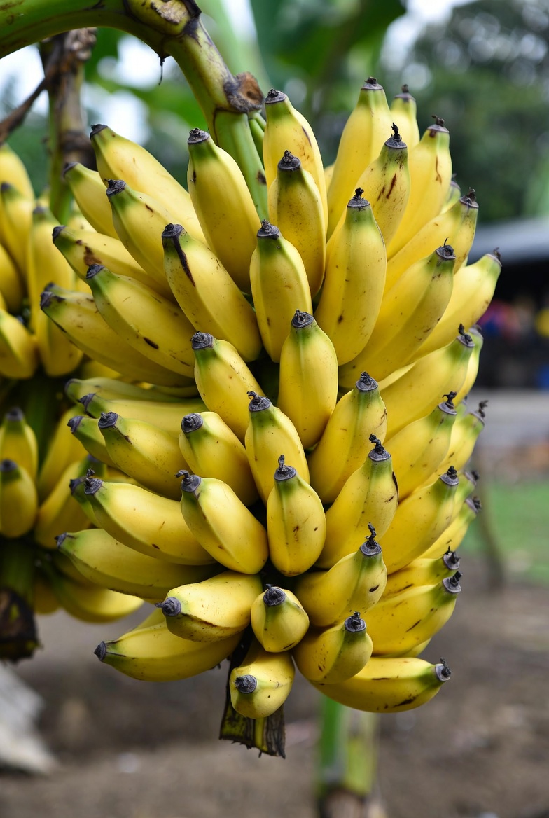 Proses seleksi dan sortir pisang segar Bandung Grade A di gudang Pisang Segar Bandung