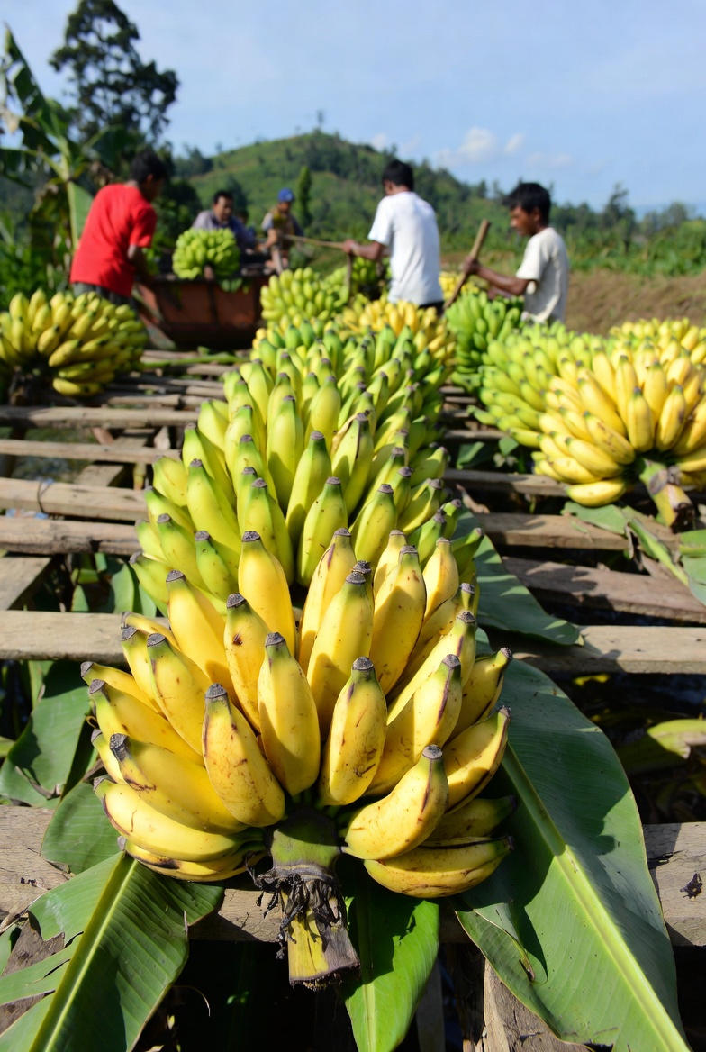 Pisang segar Bandung Grade A premium langsung dari petani lokal Bandung, Jawa Barat